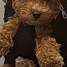 dog, puppy, curly_fur, brown_fur, small_dog, pet, animal, black_carrier, harness, straps, zipper, indoor, portrait, close_up, sitting, front_facing, fluffy, cute, dark_background, photograph