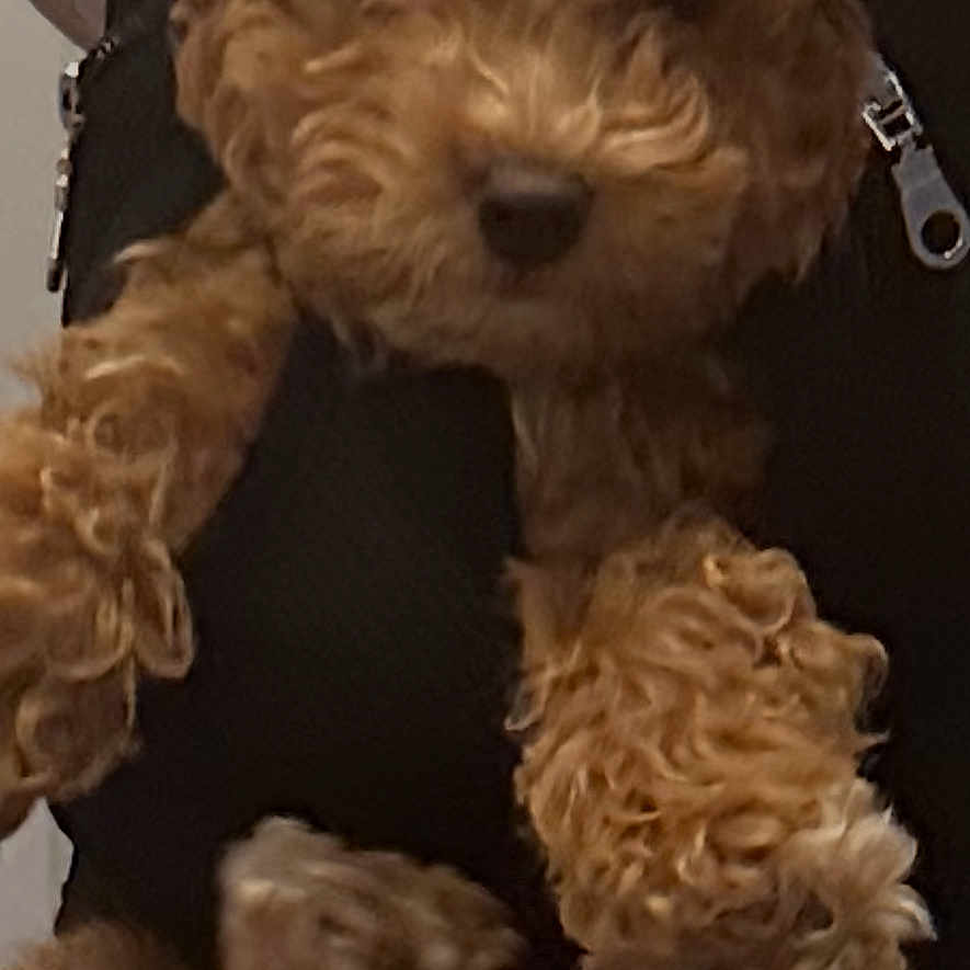 Seven joined the competition — help win amazing prizes! dog, puppy, curly_fur, brown_fur, small_dog, pet, animal, black_carrier, harness, straps, zipper, indoor, portrait, close_up, sitting, front_facing, fluffy, cute, dark_background, photograph
