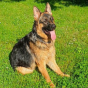 Aslan a rejoint le concours — aidez-le/la à gagner de superbes lots ! dog, german_shepherd, grass, outdoor, pet, animal, canine, tongue_out, happy, sunlight, nature, sitting, ears_up, fur, collar, greenery, summer, playful, mammal, daylight