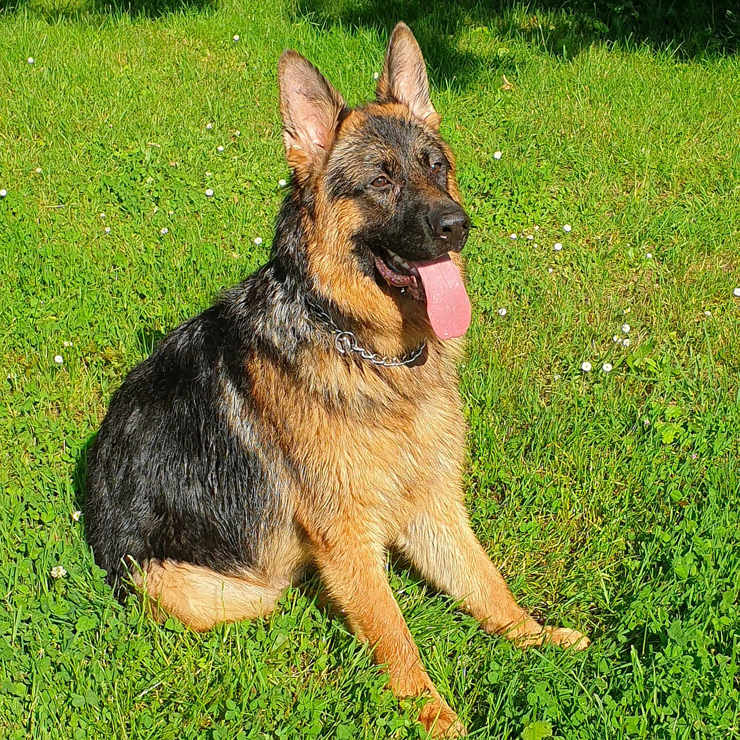 Aslan
