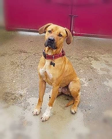 Enzo participe au concours pour gagner de l'argent avec cette photo : ball, canidae, carnivore, collar, companion_dog, dog, dog_breed, dog_collar, dog_supply, fawn, gun_dog, leash, paw, pet_supply, snout, sporting_group, street_dog, tail, working_animal, working_dog