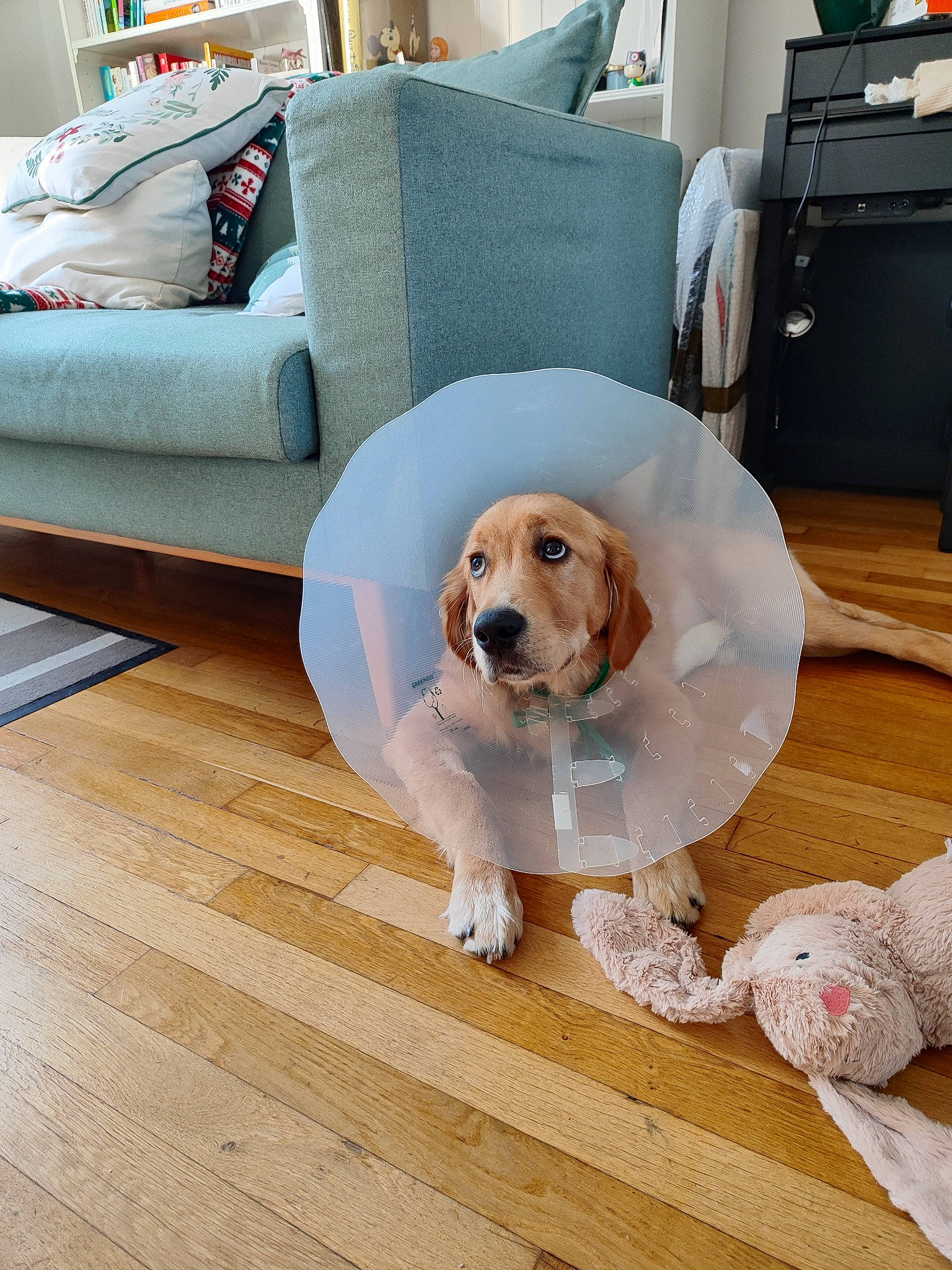 Napoléon participe au concours pour gagner de l'argent avec cette photo : carnivore, chair, comfort, companion_dog, couch, dog, dog_breed, dog_supply, floor, flooring, furniture, hardwood, living_room, pet_supply, pillow, sporting_group, studio_couch, table, toy, wood