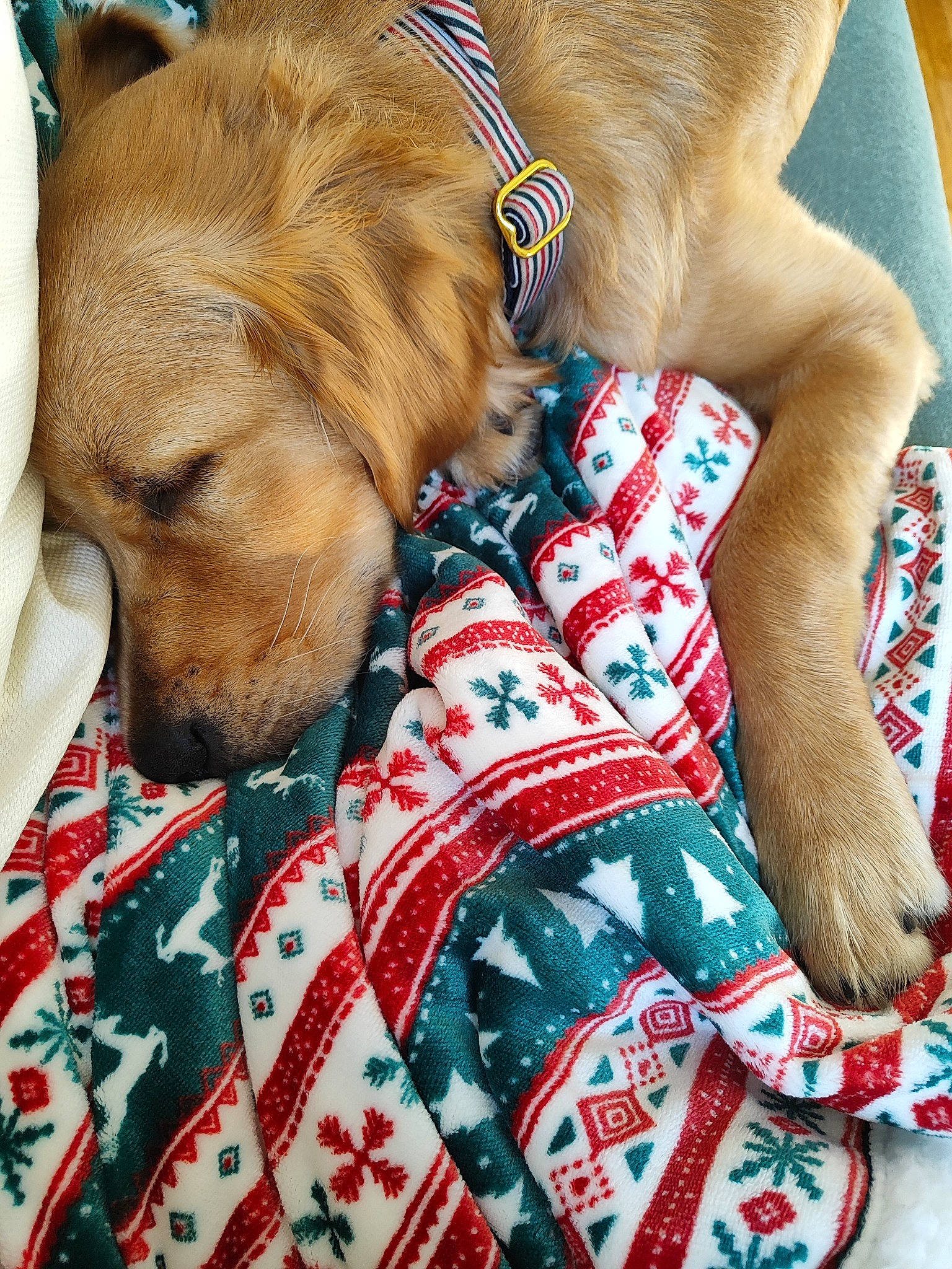 Napoléon a rejoint le concours — aidez-le/la à gagner de superbes lots ! canidae, carnivore, collar, comfort, companion_dog, dog, dog_breed, dog_collar, dog_supply, fawn, fur, linens, liver, nap, pattern, pet_supply, plaid, snout, sporting_group, working_animal