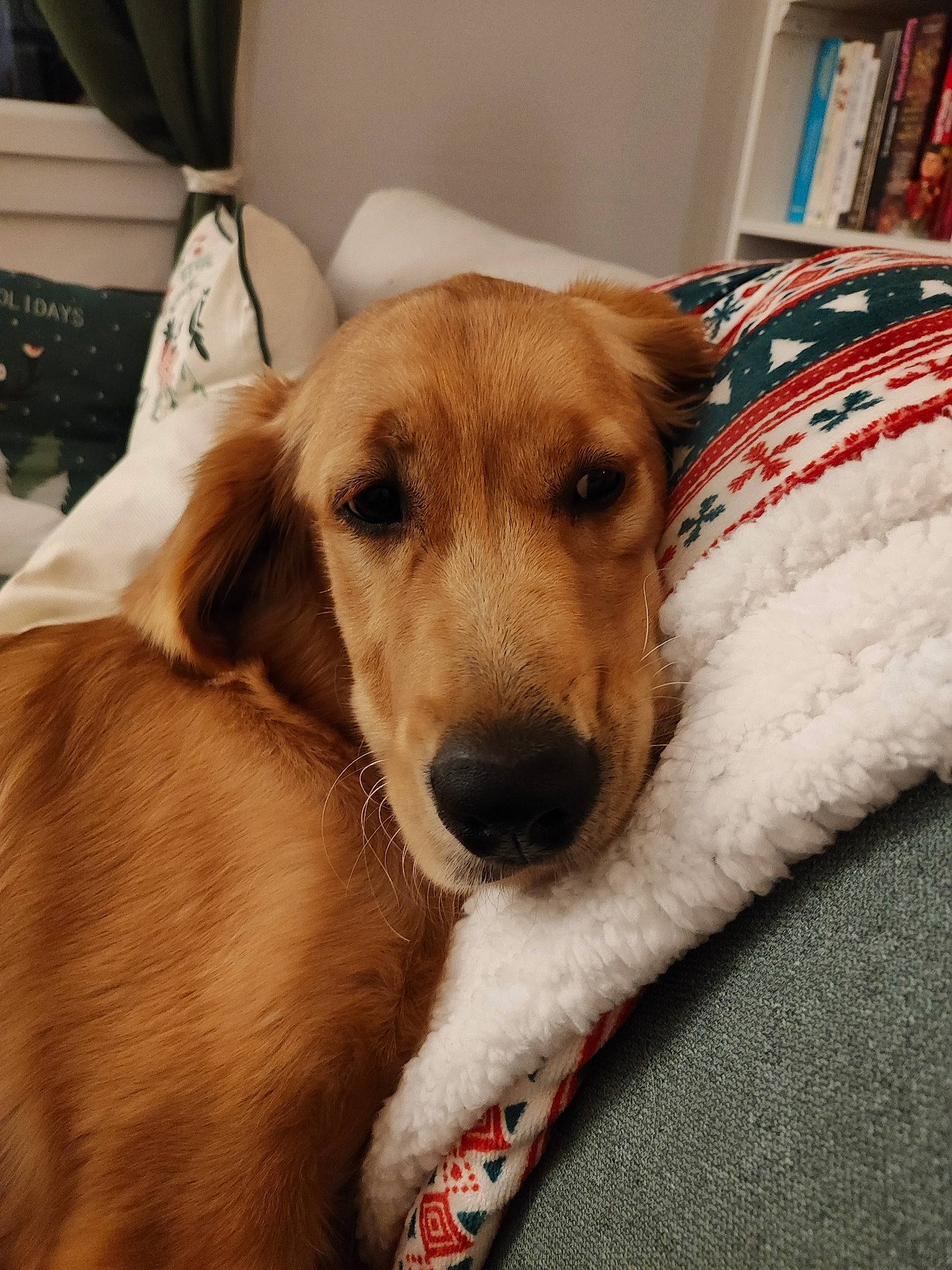 Napoléon participe au concours pour gagner de l'argent avec cette photo : canidae, carnivore, collar, comfort, companion_dog, couch, dog, dog_breed, fawn, flooring, fur, linens, paw, puppy, selfie, snout, sporting_group, whiskers, wood, working_animal