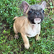 Layla is registered to the contest to win money with this photo: french_bulldog, puppy, dog, grass, outdoor, pet, cute, animal, canine, ears, face, eyes, fur, small_dog, nature, young, alert, standing, ground, muzzle