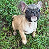 french_bulldog, puppy, dog, grass, outdoor, pet, cute, animal, canine, ears, face, eyes, fur, small_dog, nature, young, alert, standing, ground, muzzle