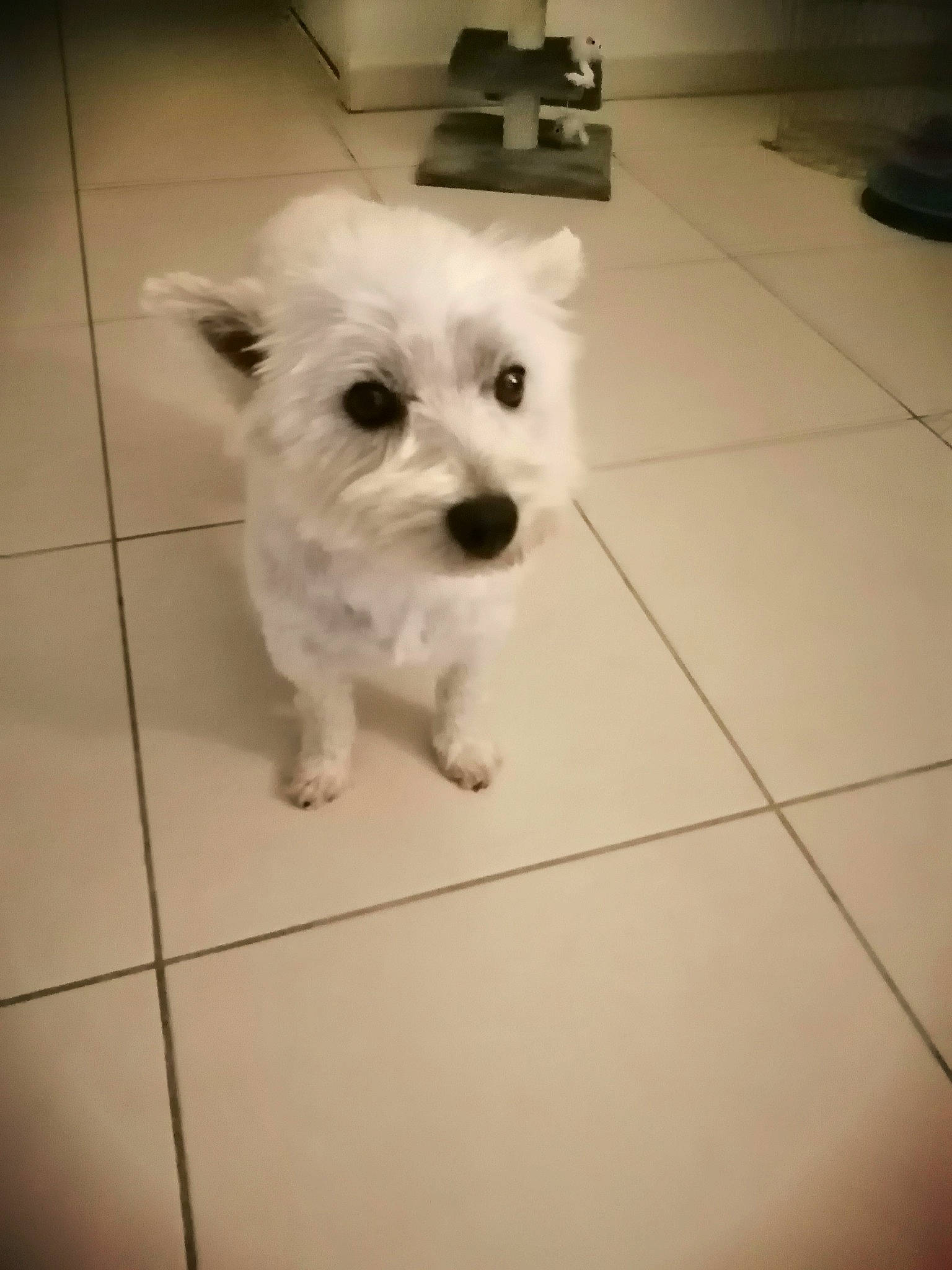 Mila participe au concours pour gagner de l'argent avec cette photo : canidae, carnivore, companion_dog, dog, dog_breed, felidae, floor, flooring, fur, maltepoo, monochrome_photography, puppy, small_terrier, sporting_group, tail, terrier, tile_flooring, toy_dog, whiskers, working_animal