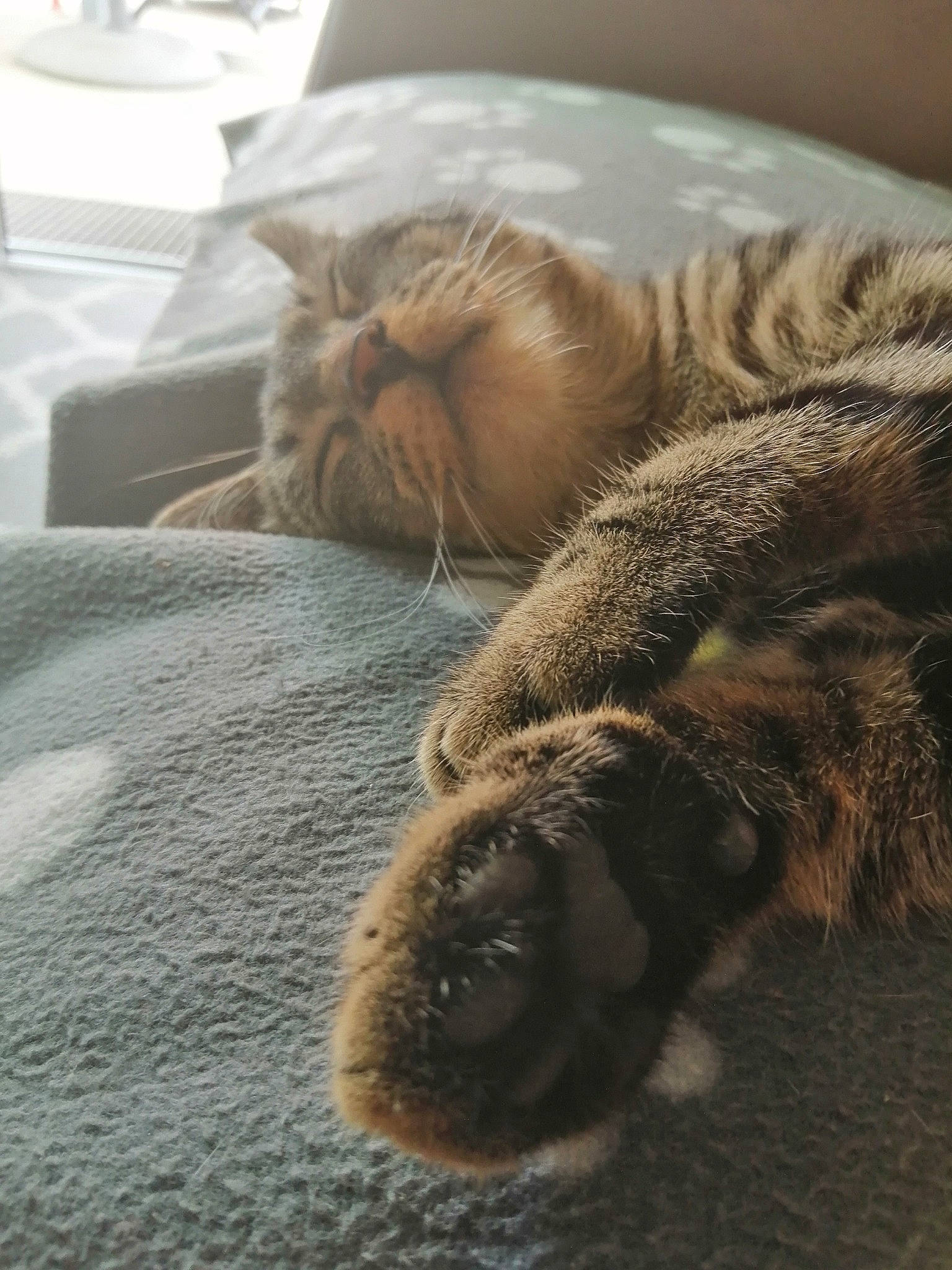 Simba participe au concours pour gagner de l'argent avec cette photo : canidae, carnivore, cat, claw, comfort, domestic_short_haired_cat, fawn, felidae, fur, grey, mammal, paw, small_to_medium_sized_cats, snout, sporting_group, tail, terrestrial_animal, whiskers, wildlife, wood