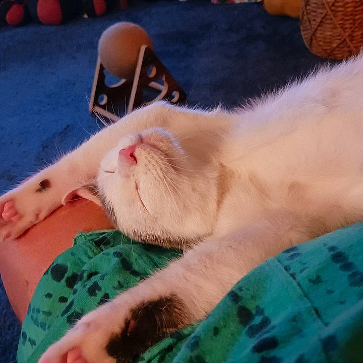 Oliver joined the competition — help win amazing prizes! carnivore, cat, claw, comfort, companion_dog, dog_breed, domestic_short_haired_cat, fawn, felidae, finger, foot, fur, hand, human_leg, nail, paw, small_to_medium_sized_cats, snout, tail, whiskers