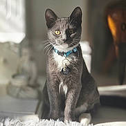 Milo joined the competition — help win amazing prizes! cat, gray_cat, white_fur, blue_collar, qr_code_tag, sitting, fluffy_rug, indoor, natural_light, golden_eyes, whiskers, pet, animal, cute, feline, portrait, cozy, blurred_background, sunlight, domestic
