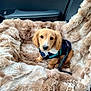 Bean joined the competition — help win amazing prizes! puppy, dog, pet, car_interior, dog_bed, leash, jacket, fur, cute, animal, cozy, seat, canine, young_dog, indoor, soft_texture, comfort, travel, companion, adorable