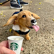 Bean joined the competition — help win amazing prizes! puppy, dog, cute, tongue, nose, drink, starbucks, cup, leash, pavement, person, hand, outdoor, footwear, clothing, happy, pet, waiting, small, young