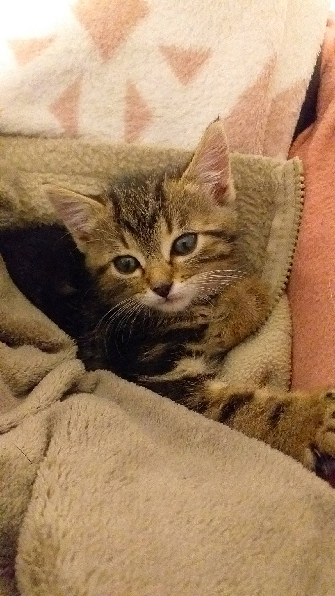 Brindille participe au concours pour gagner de l'argent avec cette photo : american_shorthair, asian, australian_mist, california_spangled, carnivore, cat, domestic_short_haired_cat, dragon_li, egyptian_mau, european_shorthair, fawn, felidae, fur, kitten, mammal, pixie_bob, small_to_medium_sized_cats, tabby_cat, vertebrate, whiskers