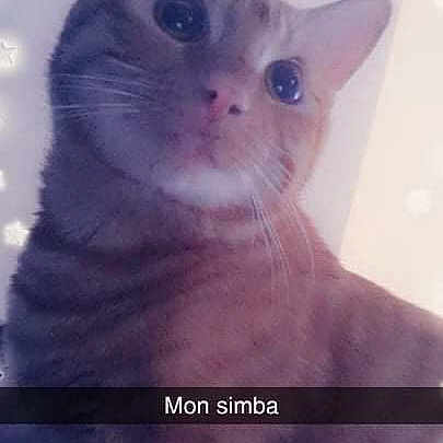 Simba