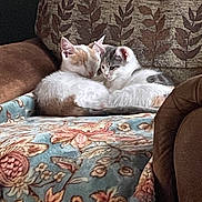 Casper And Daisy joined the competition — help win amazing prizes! cat, kitten, sleeping, cuddling, armchair, blanket, patterned, floral, cozy, indoor, pet, fur, cute, animal, resting, brown, white, orange, gray, comfort