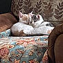 cat, kitten, sleeping, cuddling, armchair, blanket, patterned, floral, cozy, indoor, pet, fur, cute, animal, resting, brown, white, orange, gray, comfort