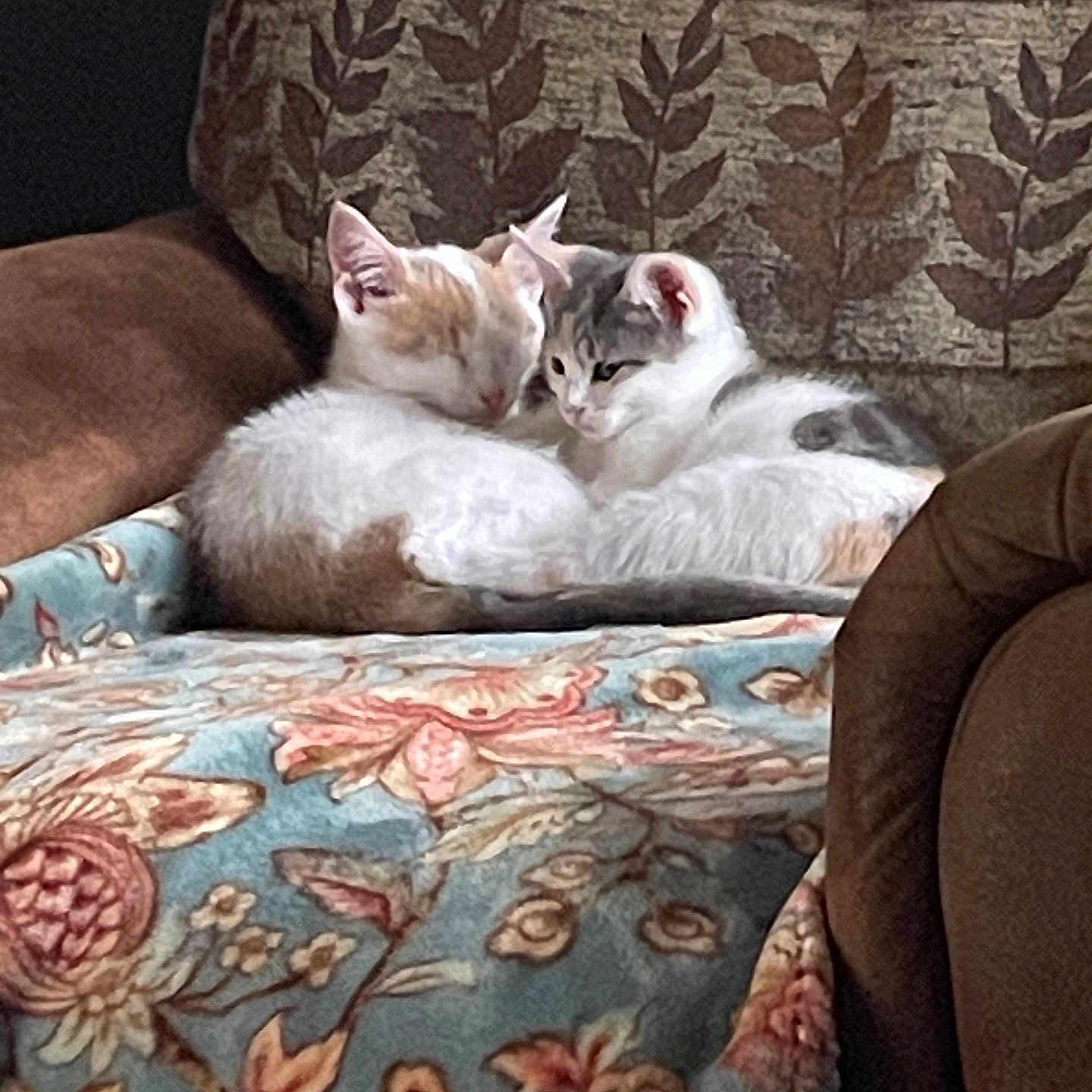 Casper And Daisy joined the competition — help win amazing prizes! animal, armchair, blanket, brown, cat, comfort, cozy, cuddling, cute, floral, fur, gray, indoor, kitten, orange, patterned, pet, resting, sleeping, white