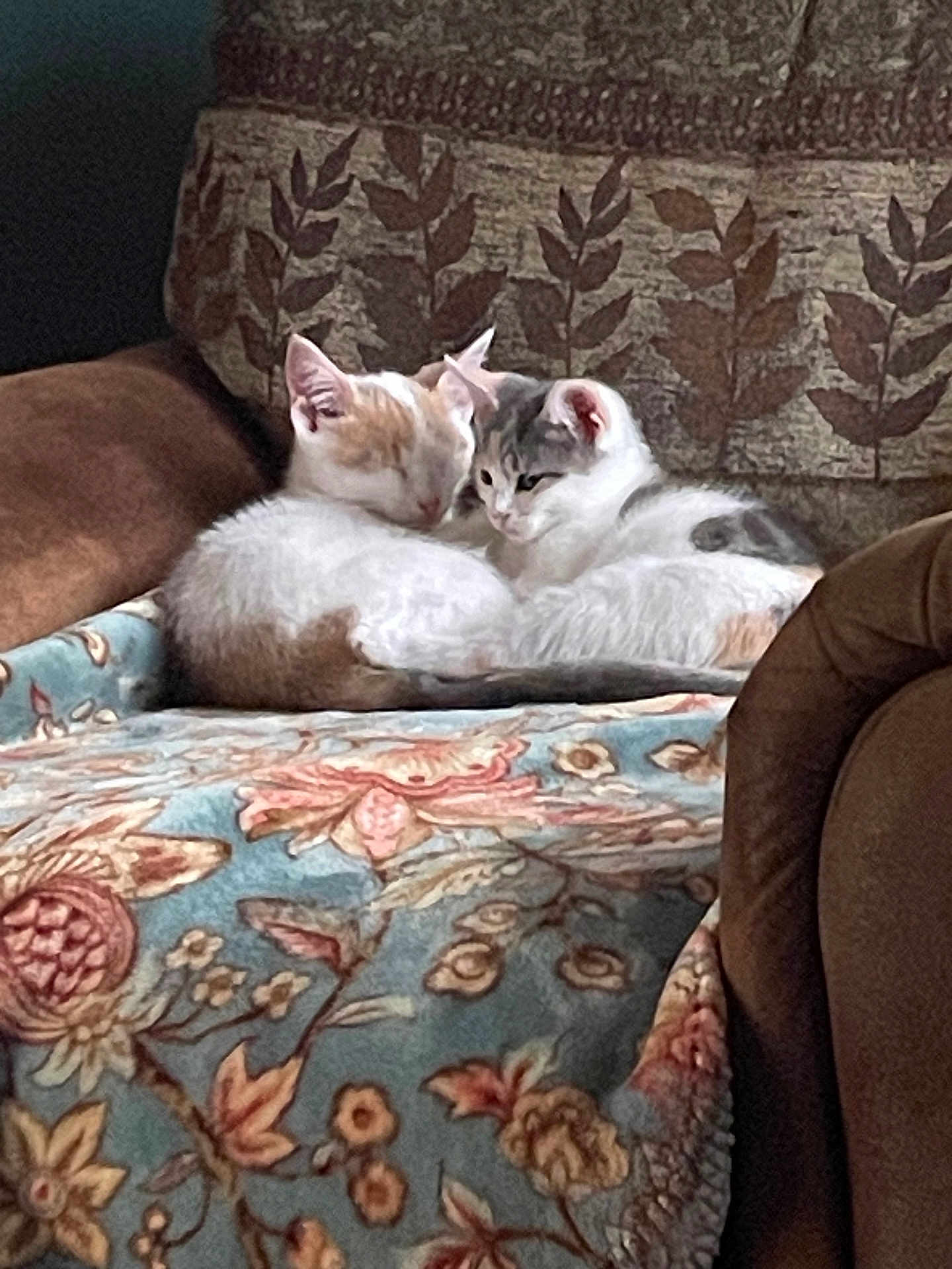 Casper And Daisy joined the competition — help win amazing prizes! cat, kitten, sleeping, cuddling, armchair, blanket, patterned, floral, cozy, indoor, pet, fur, cute, animal, resting, brown, white, orange, gray, comfort