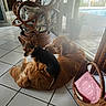basket, black_and_tan, cushion, dog, dogs, funny_pose, golden_retriever, home, indoors, lying_down, pets, poolside, portrait, puppy, sitting, small_dog, sunlight, tile_floor, wicker_chair, window
