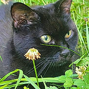 Minette a rejoint le concours — aidez-le/la à gagner de superbes lots ! black_cat, cat, green_eyes, grass, clover, flower, nature, outdoor, whiskers, close_up, pet, animal, feline, leaf, plant, wildlife, curious, flora, greenery, wilted_flower