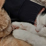 Minou Et Noé a rejoint le concours — aidez-le/la à gagner de superbes lots ! cat, orange_cat, black_and_white_cat, sleeping, paws, close_up, feline, pet, domestic_animal, fur, whiskers, resting, cute, companionship, cozy, animal, indoors, relaxation, nap, friendship