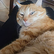 Titou a rejoint le concours — aidez-le/la à gagner de superbes lots ! cat, ginger_cat, tabby, pet, animal, feline, fur, whiskers, ears, face, lap, relaxed, indoor, home, floor, table, wood, person, closeup, sleepy