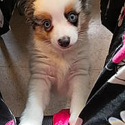 Chance joined the competition — help win amazing prizes! carnivore, companion_dog, dog, dog_breed, dog_supply, fawn, fur, magenta, non_sporting_group, photography, snout, sporting_group, terrestrial_animal, toy_dog, whiskers, white, working_animal