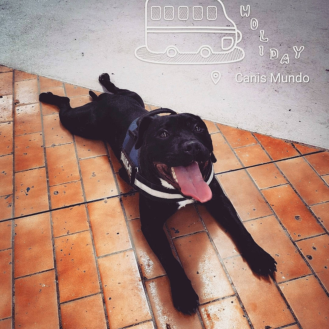 Ninho a rejoint le concours — aidez-le/la à gagner de superbes lots ! canidae, carnivore, dog, dog_breed, shadow, snout, sporting_group, tail