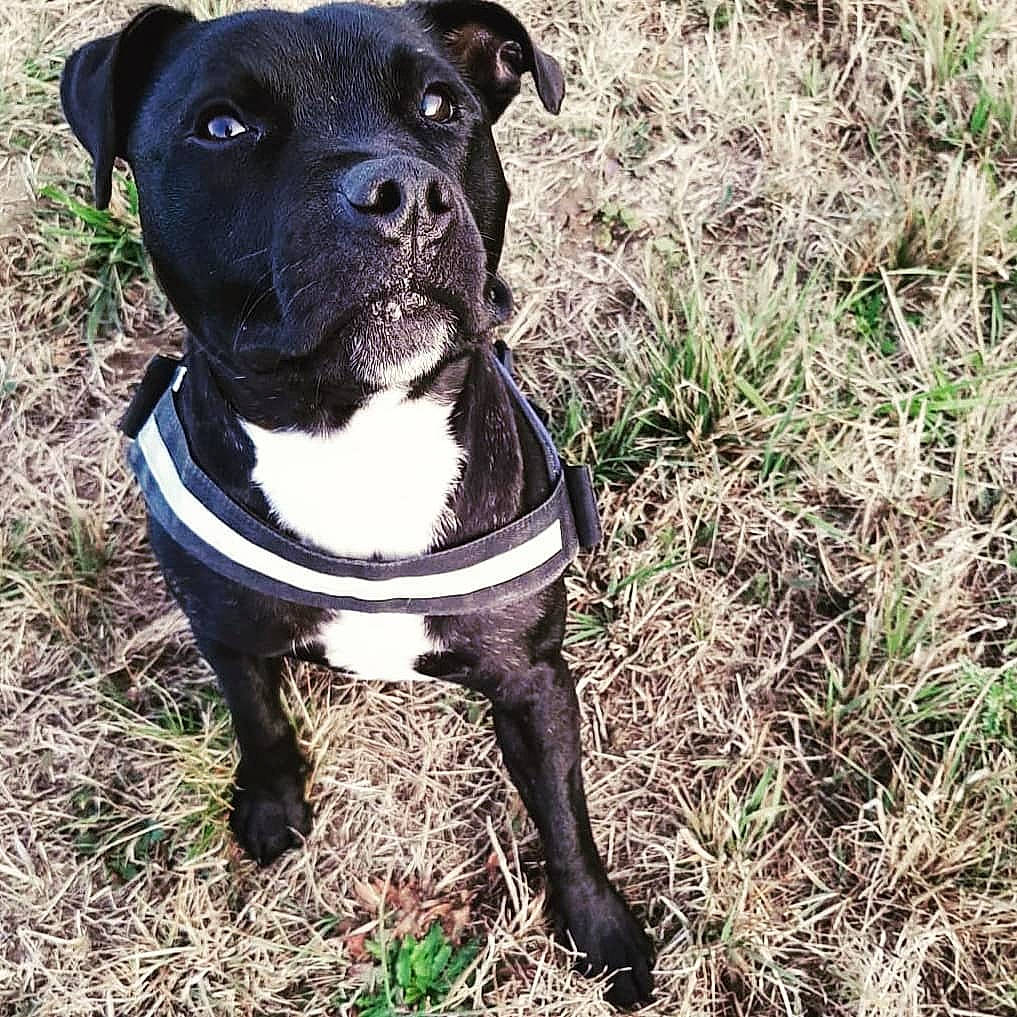 Ninho participe au concours pour gagner de l'argent avec cette photo : american_pit_bull_terrier, american_staffordshire_terrier, canidae, carnivore, companion_dog, dog, dog_breed, mammal, molosser, non_sporting_group, patterdale_terrier, pit_bull, plant, rare_breed_dog, snout, sporting_group, staffordshire_bull_terrier, terrier, vertebrate