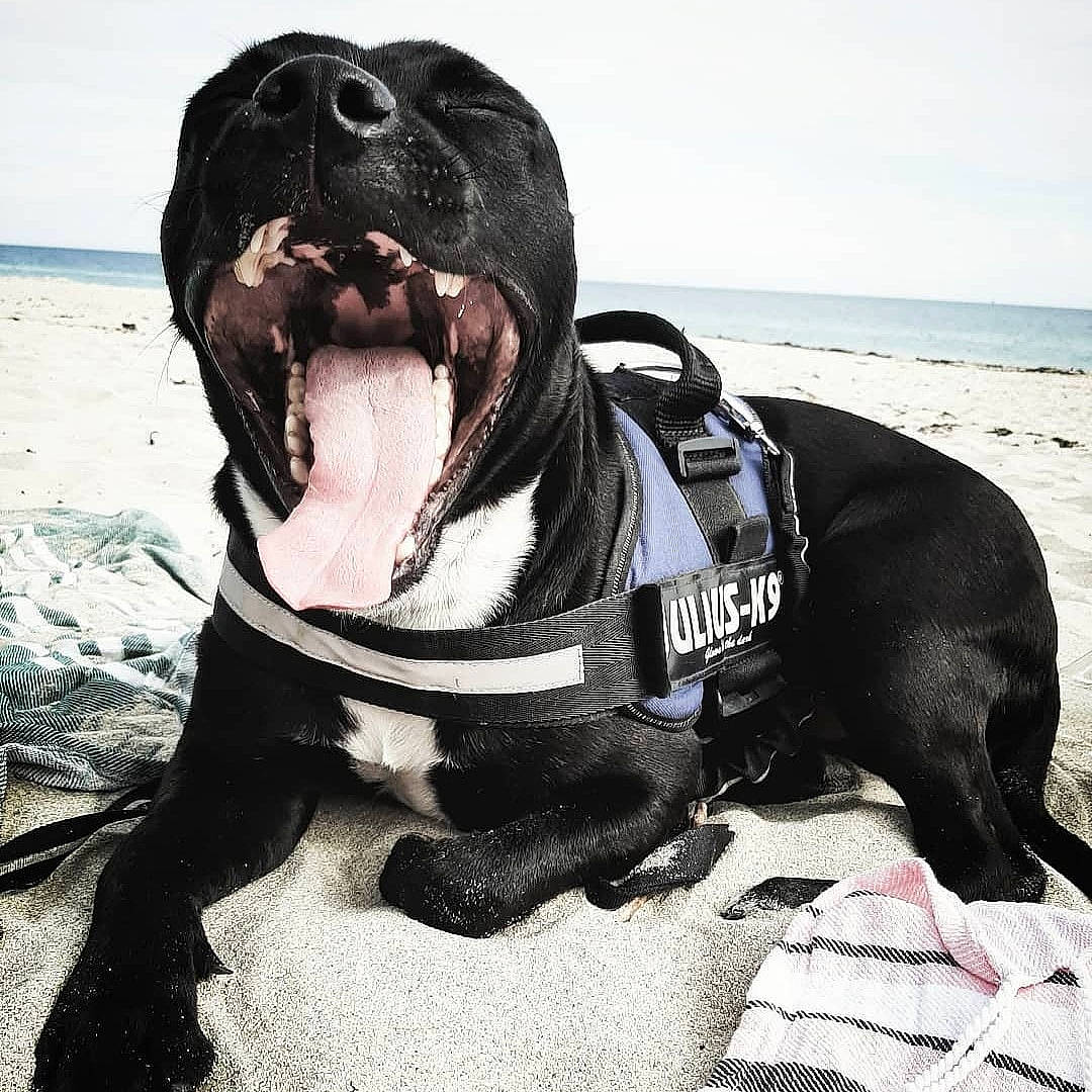Ninho participe au concours pour gagner de l'argent avec cette photo : american_pit_bull_terrier, american_staffordshire_terrier, bandog, canidae, carnivore, collar, companion_dog, dog, dog_breed, dog_collar, mammal, non_sporting_group, pit_bull, snout, sporting_group, staffordshire_bull_terrier, vertebrate