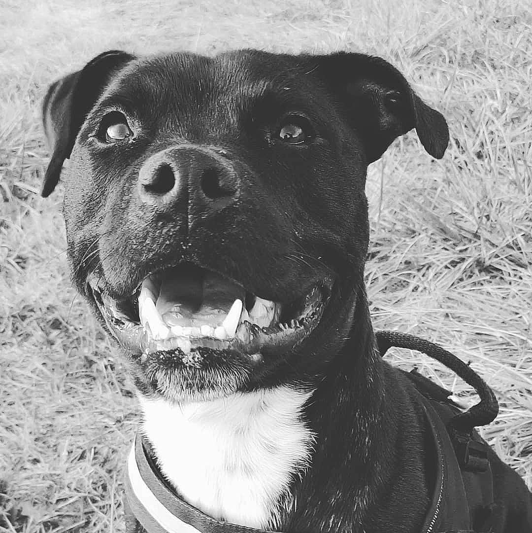 Ninho a rejoint le concours — aidez-le/la à gagner de superbes lots ! alaunt, american_pit_bull_terrier, american_staffordshire_terrier, ancient_dog_breeds, bull_and_terrier, canidae, carnivore, dog, dog_breed, mammal, mountain_cur, old_english_terrier, patterdale_terrier, rare_breed_dog, snout, sporting_group, staffordshire_bull_terrier, terrier, vertebrate, whiskers