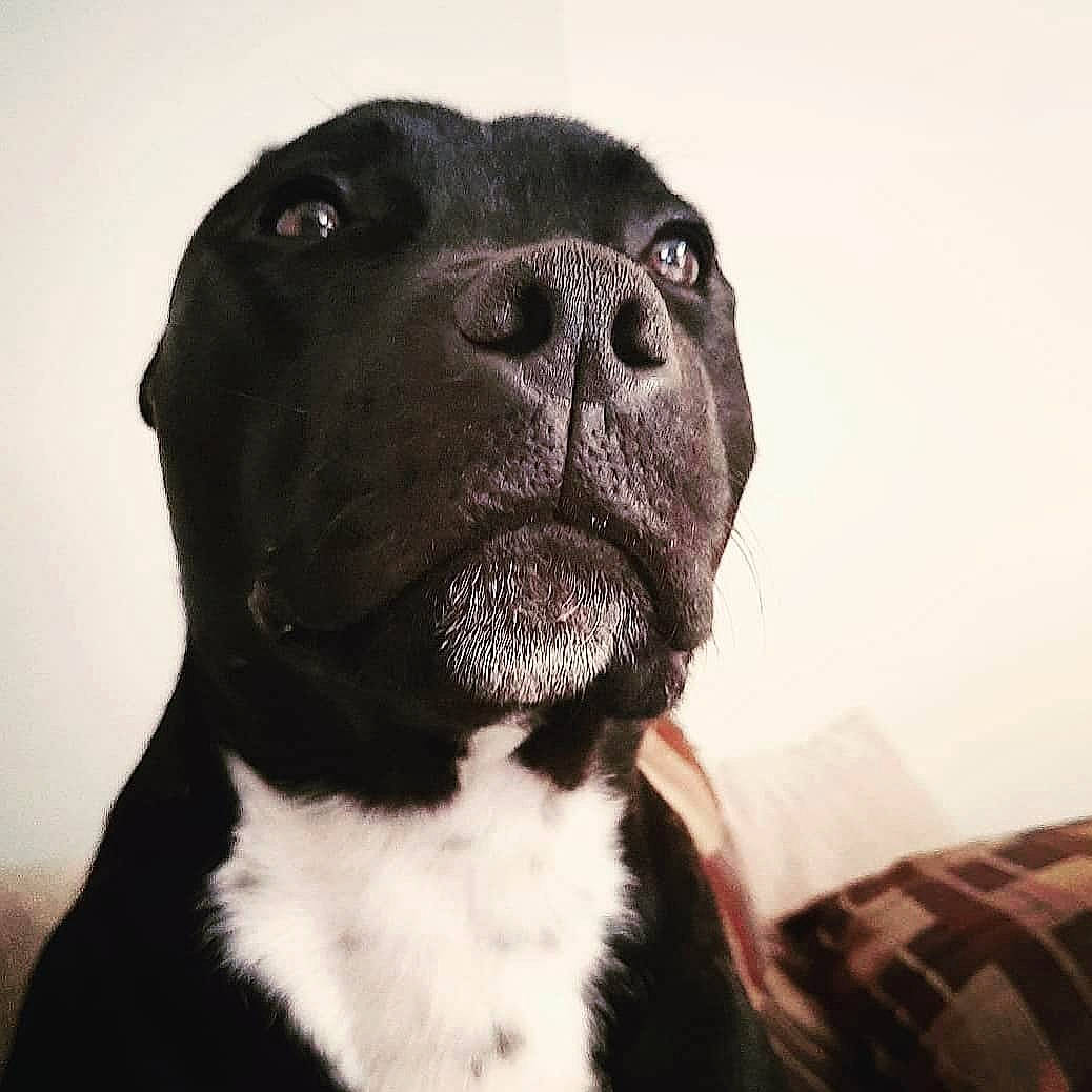Ninho participe au concours pour gagner de l'argent avec cette photo : american_pit_bull_terrier, american_staffordshire_terrier, bandog, cane_corso, canidae, carnivore, companion_dog, dog, dog_breed, mammal, molosser, non_sporting_group, nose, pit_bull, rare_breed_dog, snout, sporting_group, staffordshire_bull_terrier, vertebrate, whiskers