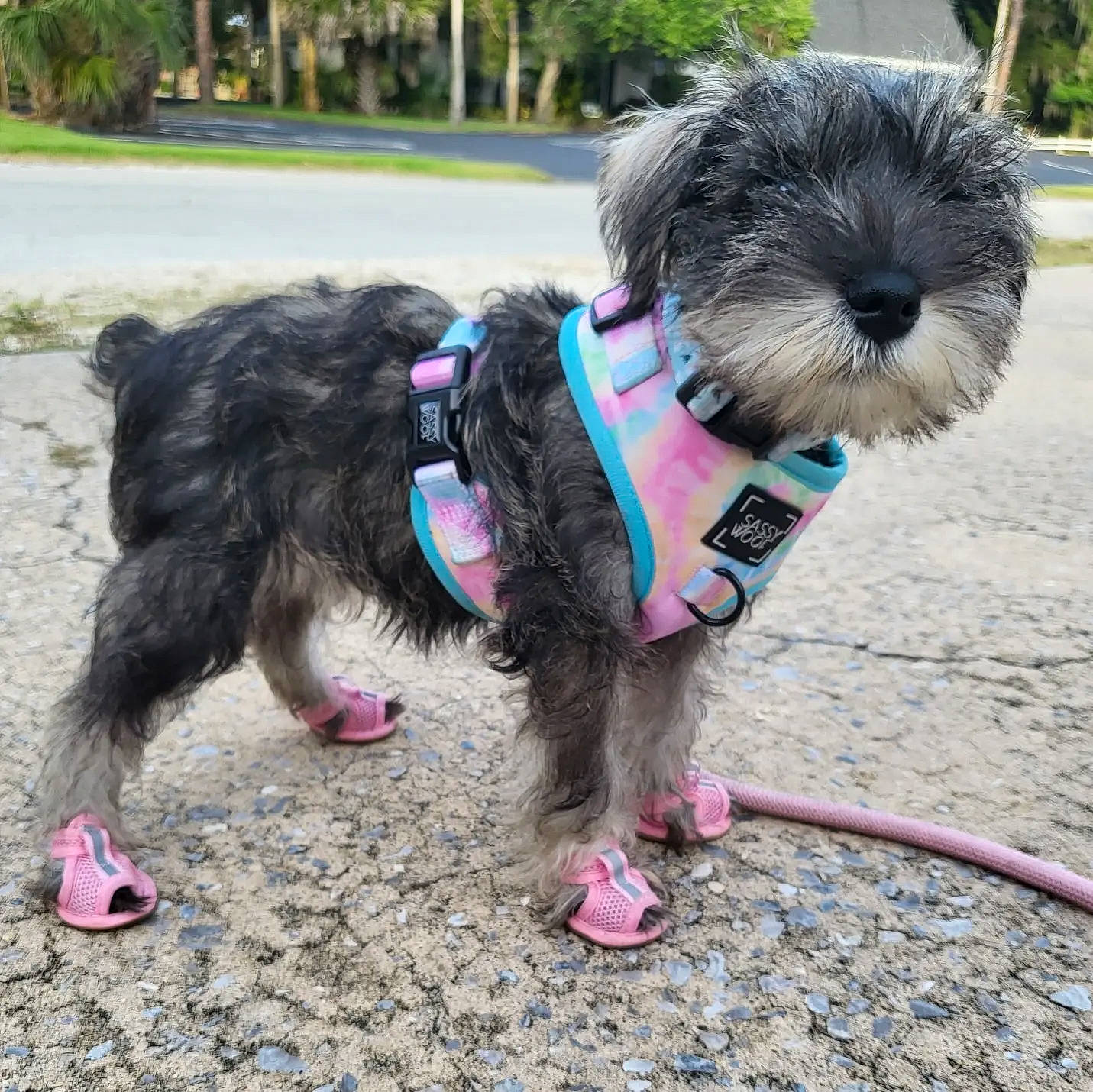 Porsche joined the competition — help win amazing prizes! canidae, carnivore, collar, companion_dog, dog, dog_breed, dog_collar, dog_supply, fawn, grass, leash, liver, pet_supply, pink, plant, shih_tzu, snout, sporting_group, toy_dog, working_animal