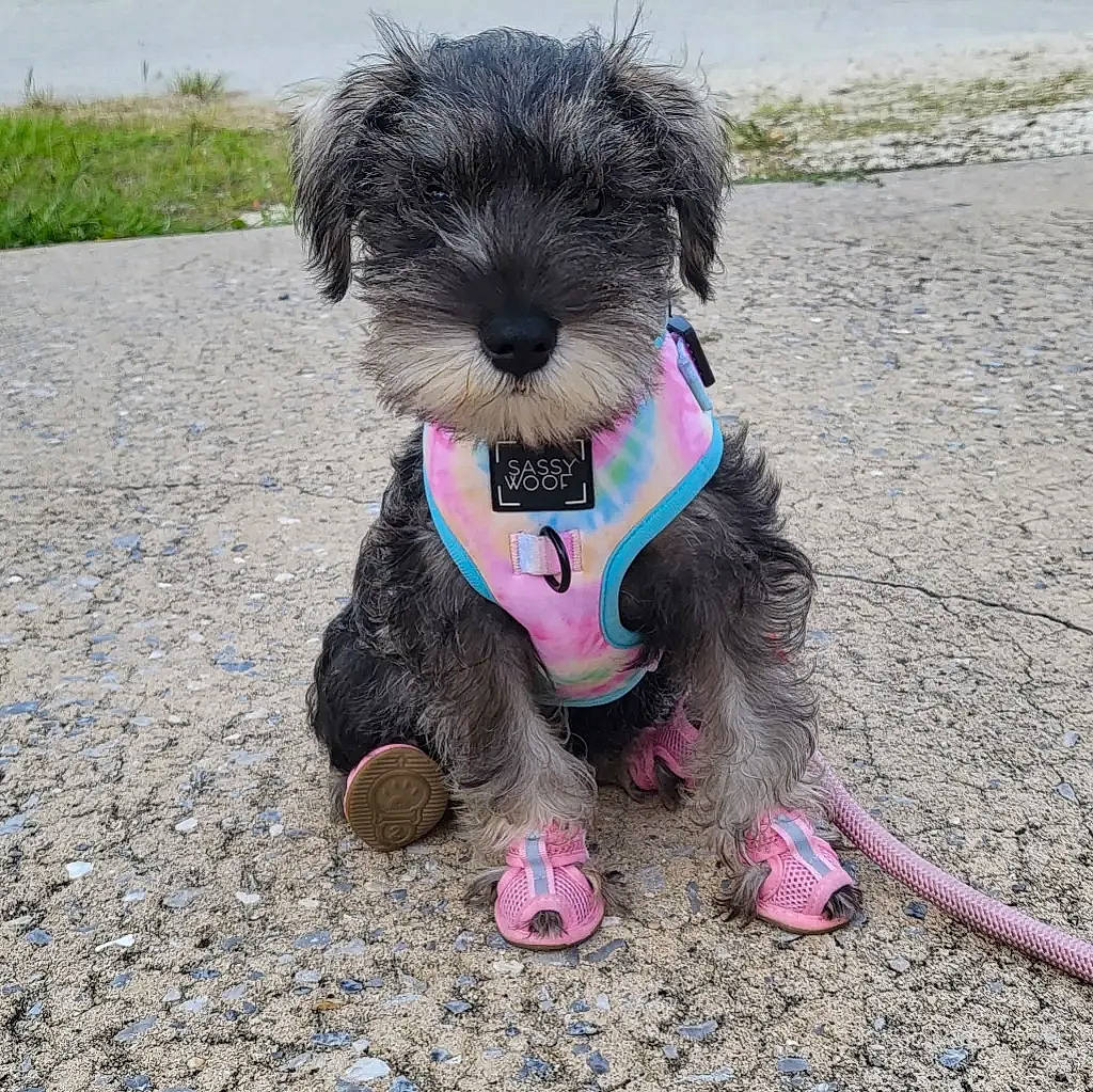 Porsche joined the competition — help win amazing prizes! canidae, carnivore, collar, companion_dog, dog, dog_breed, dog_clothes, dog_collar, dog_supply, fashion_accessory, fur, leash, pet_supply, small_terrier, snout, sporting_group, terrier, toy_dog, water_dog, working_animal