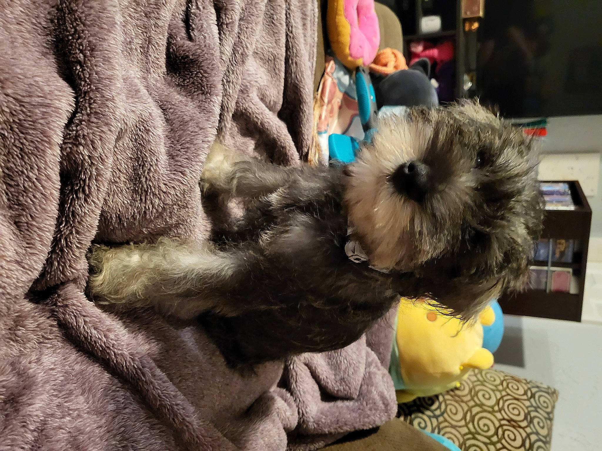 Porsche is registered to the contest to win money with this photo: canidae, carnivore, comfort, companion_dog, dog, dog_breed, fawn, felidae, fur, grey, schnauzer, small_terrier, small_to_medium_sized_cats, snout, sporting_group, standard_schnauzer, terrier, toy_dog, vertebrate, working_animal