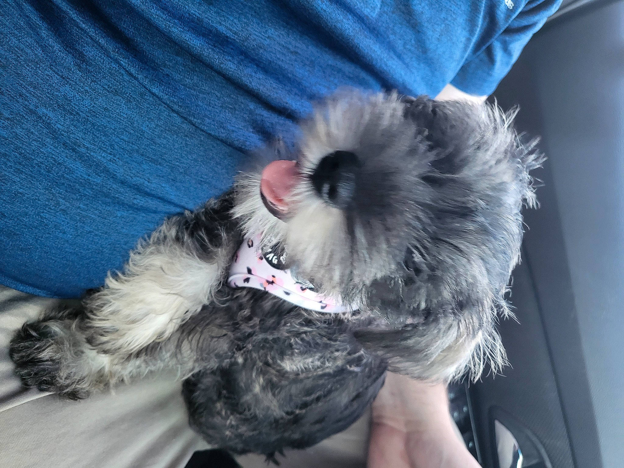 Porsche is registered to the contest to win money with this photo: bow_tie, canidae, carnivore, companion_dog, dog, dog_breed, dog_supply, electric_blue, fashion_accessory, felidae, fur, paw, small_terrier, snout, sporting_group, tail, terrier, toy_dog, whiskers, yorkipoo