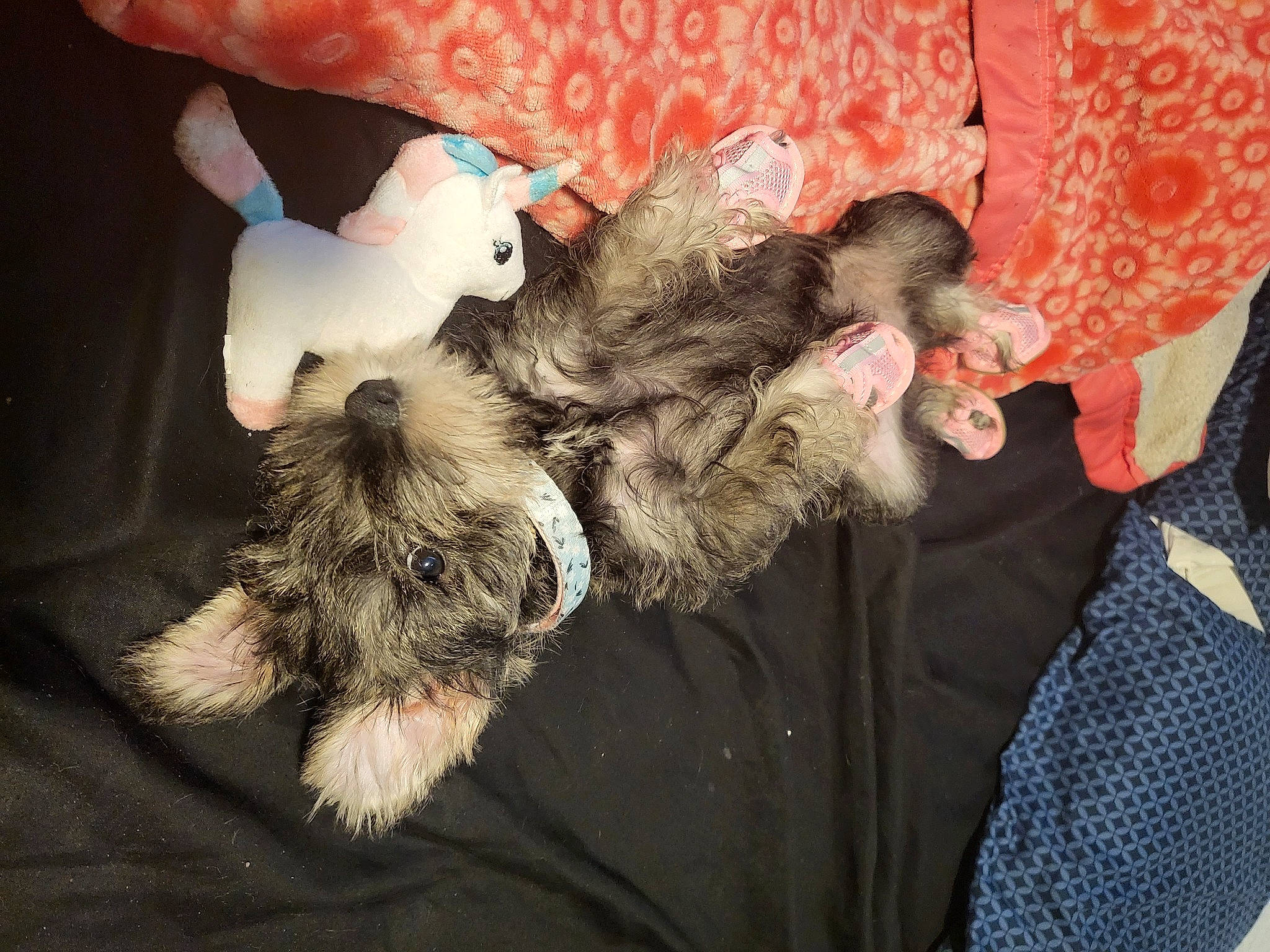 Porsche joined the competition — help win amazing prizes! canidae, carnivore, comfort, companion_dog, dog, dog_breed, felidae, fur, gesture, human_leg, nap, paw, puppy_love, small_terrier, small_to_medium_sized_cats, sporting_group, tail, terrier, textile, toy_dog