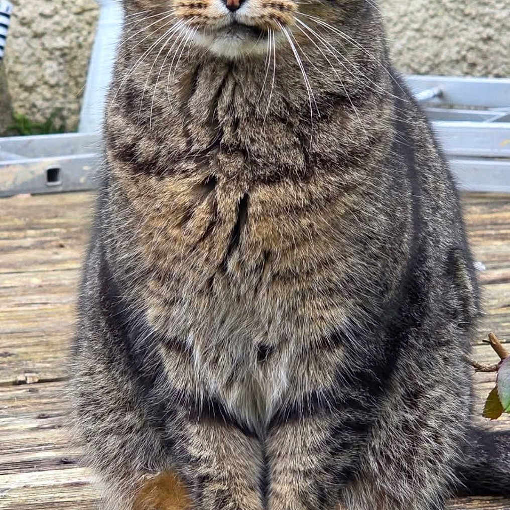 Mel