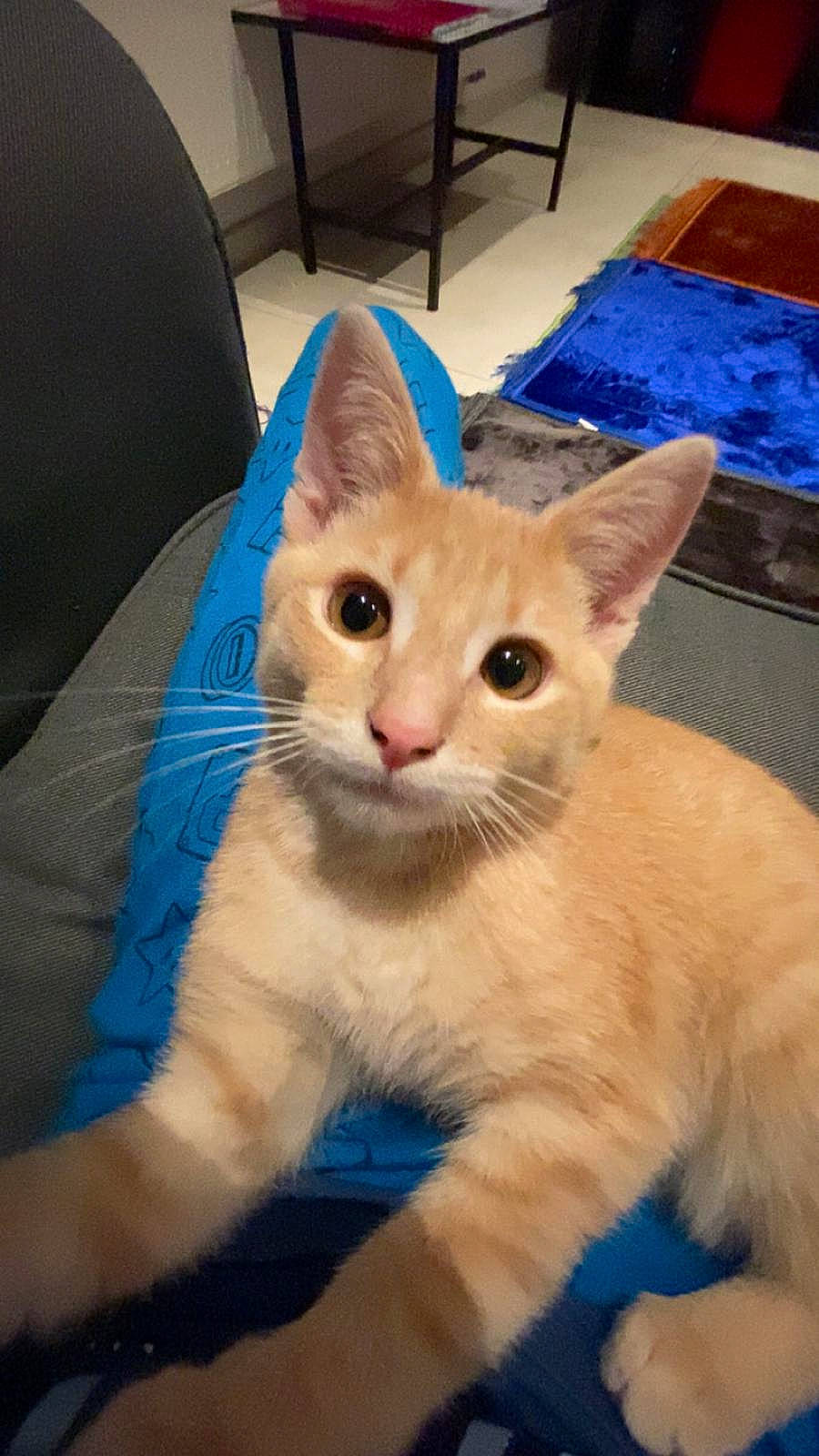 Cookie a rejoint le concours — aidez-le/la à gagner de superbes lots ! carnivore, cat, cat_furniture, chair, claw, comfort, couch, domestic_short_haired_cat, fawn, felidae, flooring, fur, paw, pet_supply, small_to_medium_sized_cats, snout, tail, whiskers