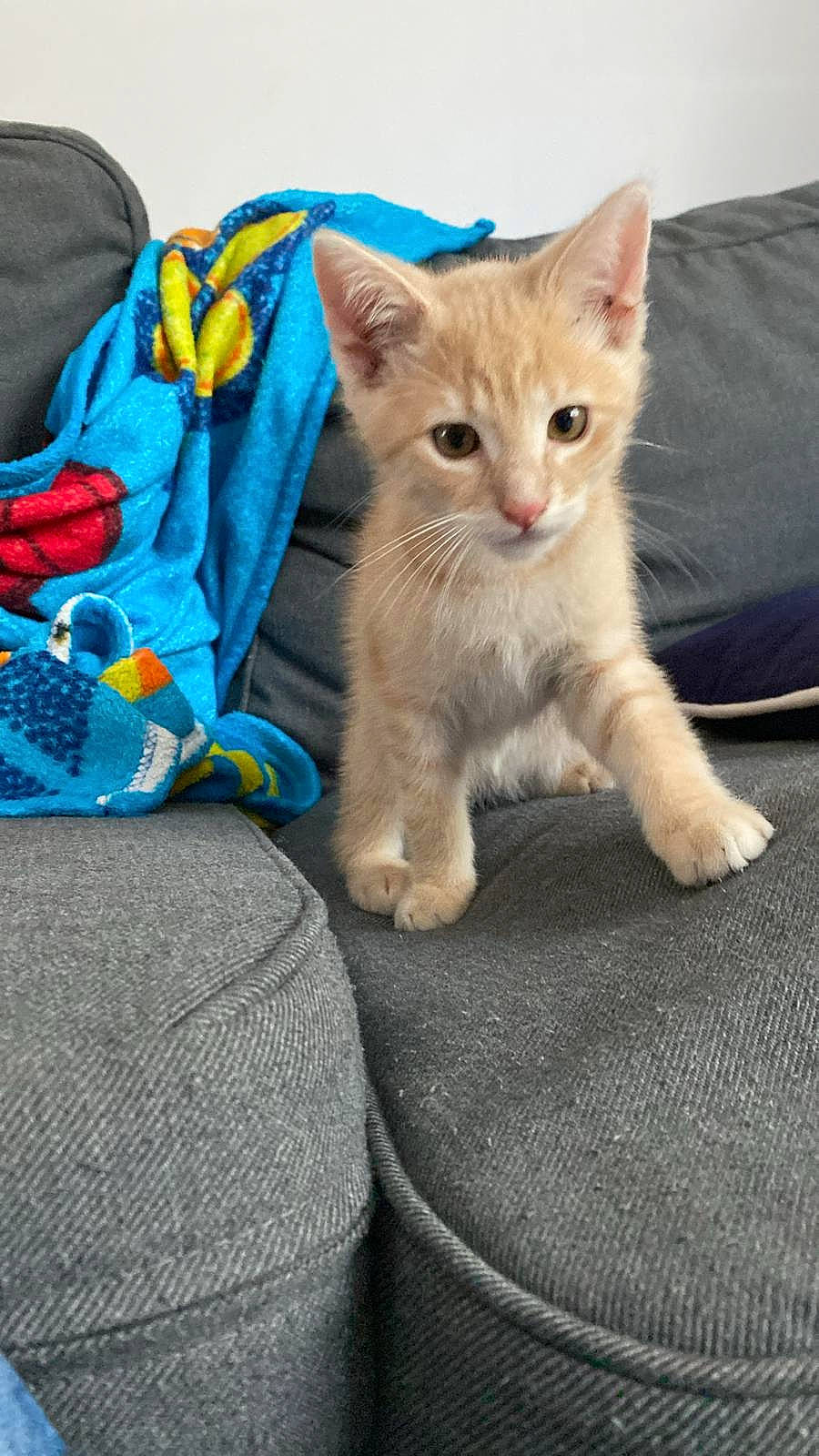 Cookie a rejoint le concours — aidez-le/la à gagner de superbes lots ! carnivore, cat, claw, comfort, couch, domestic_short_haired_cat, electric_blue, fawn, felidae, fur, human_leg, linens, paw, sitting, small_to_medium_sized_cats, tail, whiskers