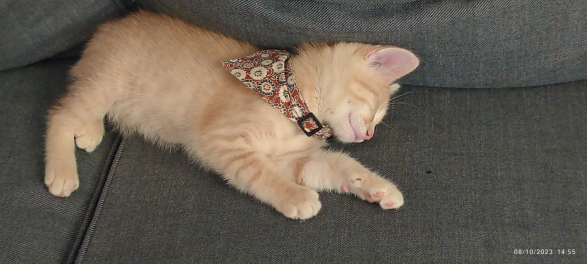 Cookie a rejoint le concours — aidez-le/la à gagner de superbes lots ! canidae, carnivore, cat, claw, comfort, domestic_short_haired_cat, fawn, felidae, foot, fur, nap, paw, small_to_medium_sized_cats, snout, tail, terrestrial_animal, whiskers