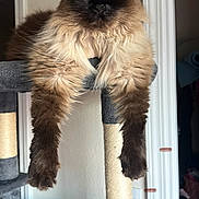 Rags is registered to the contest to win money with this photo: animal, blue_eyes, cat, cat_tree, claws, curious, cute, domestic, feline, fluffy, fur, home, indoor, long_hair, mammal, paws, pet, relaxed, resting, whiskers