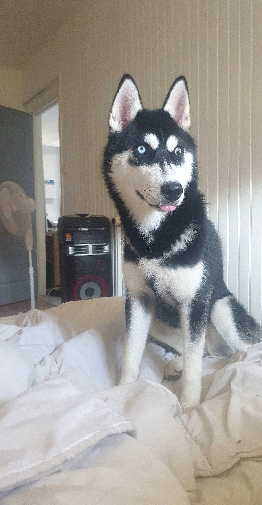 Shaya participe au concours pour gagner de l'argent avec cette photo : ancient_dog_breeds, bag, canidae, canis, carnivore, companion_dog, dog, dog_breed, fur, grey, luggage_and_bags, non_sporting_group, siberian_husky, sled_dog, snout, tail, terrestrial_animal, wolf, working_animal, working_dog