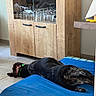 Alya a rejoint le concours — aidez-le/la à gagner de superbes lots ! dog, black_and_white, sleeping, lying_down, relaxed, indoor, home, blue_mat, green_collar, wooden_cabinet, glassware, furniture, floor, tile, lamp, kitchen, dining_room, pet, resting, photograph