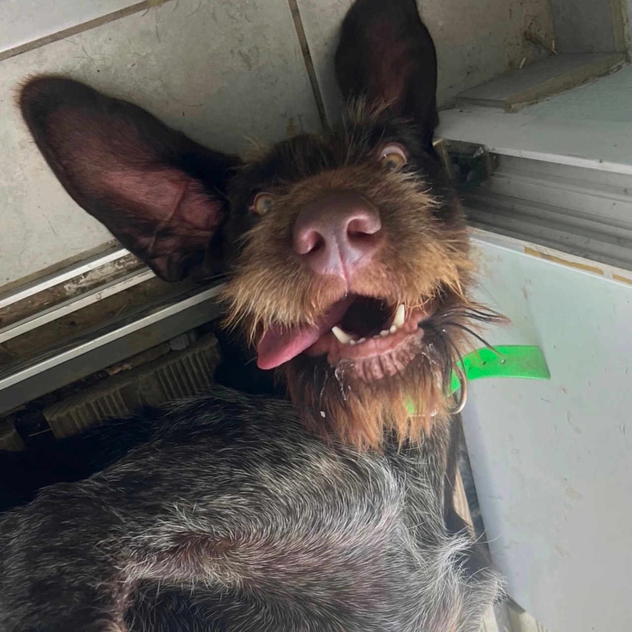 Alya a rejoint le concours — aidez-le/la à gagner de superbes lots ! dog, funny, scruffy, large_ears, pink_nose, open_mouth, tongue, teeth, happy, portrait, close_up, brown_fur, black_fur, wire_hair, pet, animal, bathroom, tiles, indoor, smartphone_screenshot