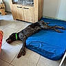 Alya a rejoint le concours — aidez-le/la à gagner de superbes lots ! dog, speckled_dog, black_and_white, sleeping, lying_down, relaxed, tired, cooling_mat, blue_mat, indoor, home, tile_floor, wooden_cabinet, glassware, furniture, green_collar, paws, long_body, resting, pet