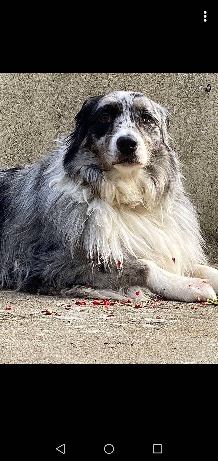 Marley a rejoint le concours — aidez-le/la à gagner de superbes lots ! australian_shepherd, border_collie, canidae, carnivore, companion_dog, dog, dog_breed, mammal, pyrenean_mastiff, pyrenean_shepherd, rare_breed_dog, sporting_group, vertebrate, working_dog
