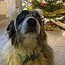 dog, fluffy, earmuffs, christmas_tree, ornaments, holiday, decorations, indoor, pet, festive, lights, floor, collar, fur, tile_floor, carpet, seasonal, celebration, cute, animal