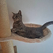 Snookie participe au concours pour gagner de l'argent avec cette photo : cat, tabby_cat, cat_tree, hammock, indoor, pet, feline, animal, relaxed, cozy, fur, whiskers, claws, paw, curious, looking, resting, wall, home, furniture