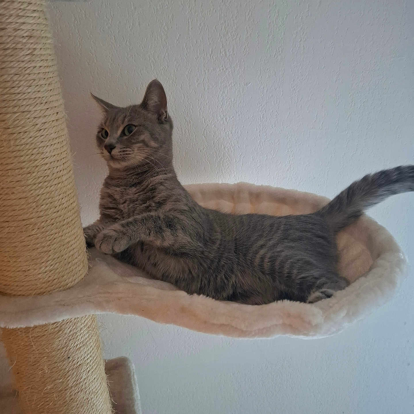 Snookie participe au concours pour gagner de l'argent avec cette photo : cat, tabby_cat, cat_tree, hammock, indoor, pet, feline, animal, relaxed, cozy, fur, whiskers, claws, paw, curious, looking, resting, wall, home, furniture